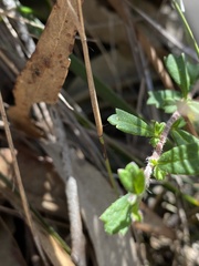 Xanthosia tridentata