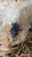 Capnodis cariosa
