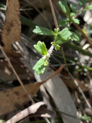 Xanthosia tridentata