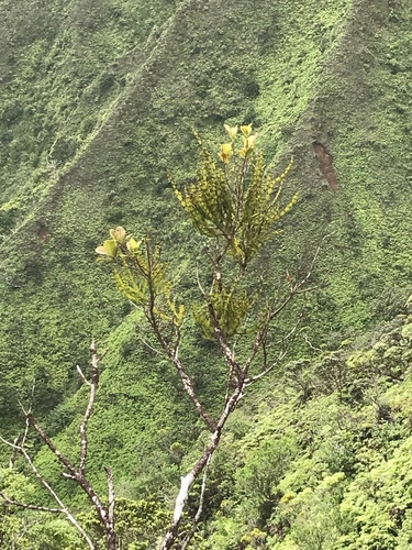 Korthalsella complanata observed 2021-08-15