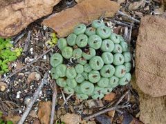 Conophytum truncatum