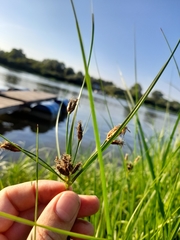 Bolboschoenus planiculmis