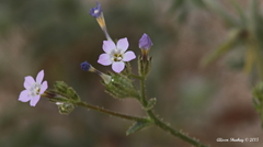 Gilia sinuata