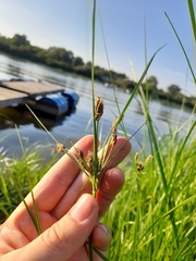 Bolboschoenus planiculmis