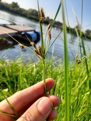 Bolboschoenus planiculmis