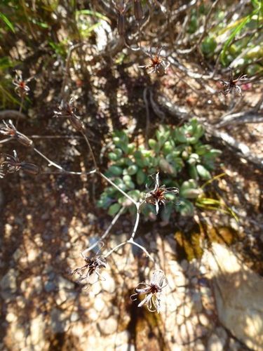 Cotyledon papillaris
