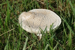 Amanita solitaria