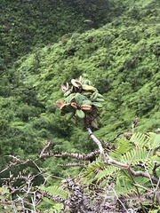 Metrosideros rugosa
