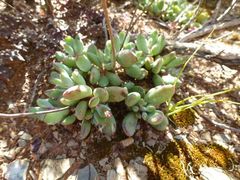 Cotyledon papillaris