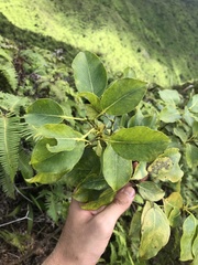 Metrosideros macropus
