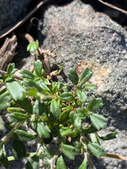 Xanthosia tridentata