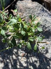 Xanthosia tridentata