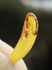 Stigmella aigialeia