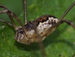 Mitopus morio