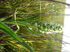 Echiostachys incanus