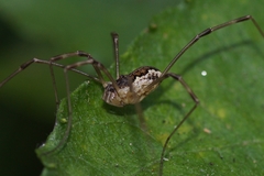 Mitopus morio