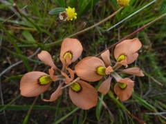 Moraea papilionacea