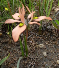 Moraea papilionacea