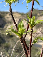 Bursera cerasiifolia