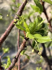 Bursera cerasiifolia