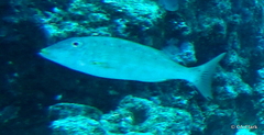 Lethrinus