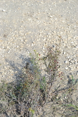 Scrophularia cretacea