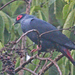 Madagascar Blue-Pigeon - Photo (c) Jerry Oldenettel, some rights reserved (CC BY-NC-SA)