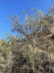 Bursera cerasiifolia