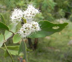 Ehretia laevis
