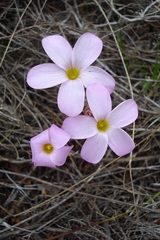 Oxalis polyphylla