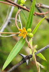 Hemidesmus indicus