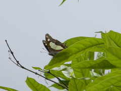 Polyura agraria