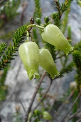 Erica urna-viridis