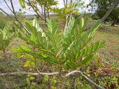 Simarouba glauca