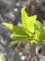Bursera cerasiifolia