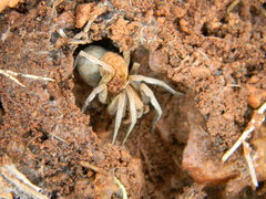 Araneae