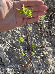Bursera cerasiifolia