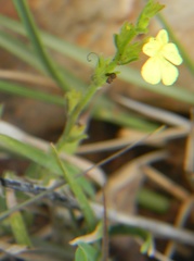 Striga asiatica