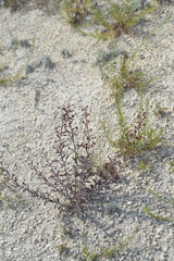 Scrophularia cretacea