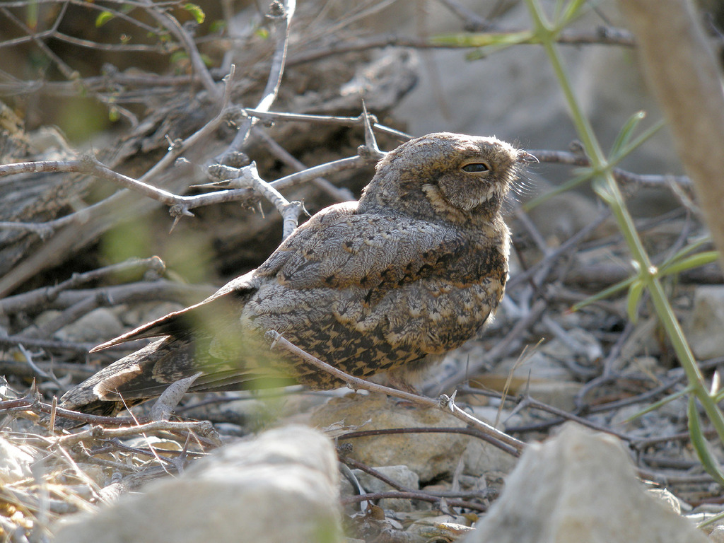 Madagascar Nightjar photo