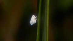 Eponisiella