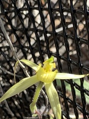 Caladenia xanthochila
