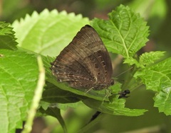 Arhopala micale
