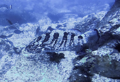 Epinephelus daemelii