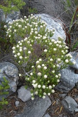 Phylica imberbis eriophoros