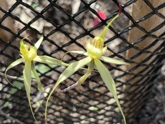 Caladenia xanthochila