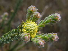 Leucadendron levisanus