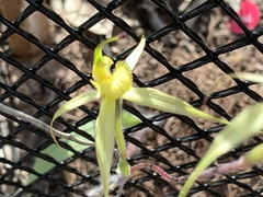 Caladenia xanthochila