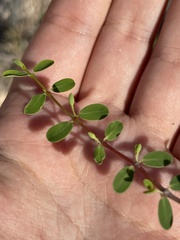 Euphorbia magdalenae