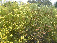 Leucadendron levisanus